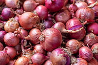 Big Onion Big Onion