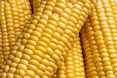 Yellow corn