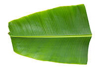 Fresh Green Banana Leaf Fresh Green Banana Leaf