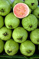 Fresh Guava Fresh Guava