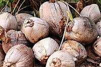 Dry Ball Coconut Copra Dry Ball Coconut Copra