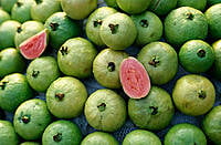 Fresh Guava Fresh Guava
