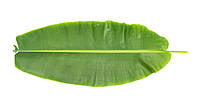 Fresh Green Banana Leaf Fresh Green Banana Leaf