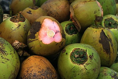Fresh coconut
